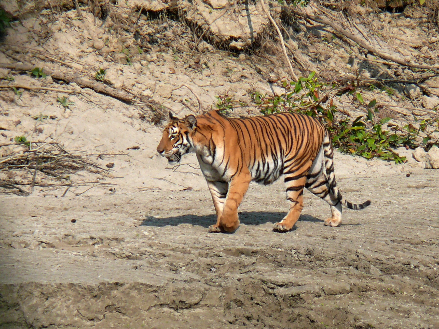 Chitwan National Park wildlife and Nature Tour